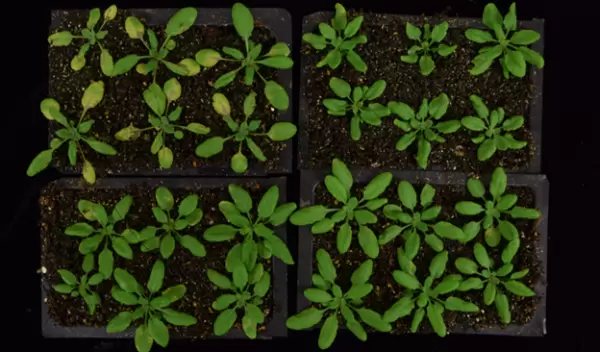 overview of green plants