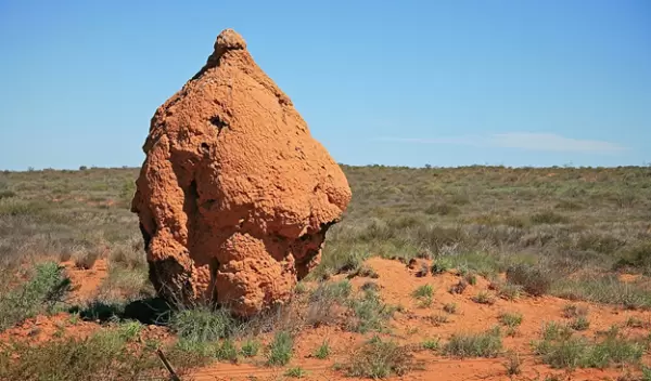 Western Australia termite mounds in the Cape Range National Park west of the North West Cape peninsula.
