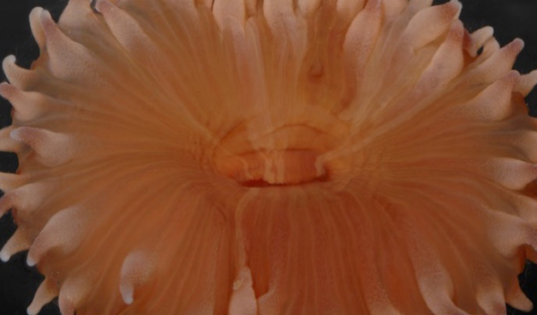 arctic larvae
