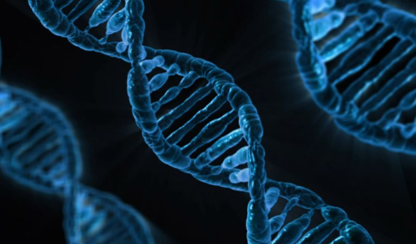 strand of dna