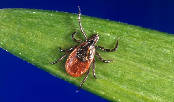 tick on green leaf