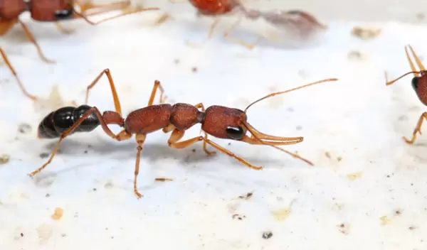 close up of ants