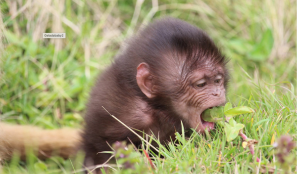 baby monkey in grass eating a leaf