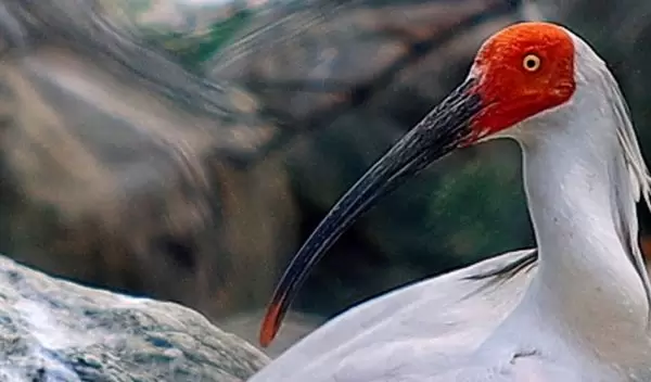 white bird with a red face a long beak