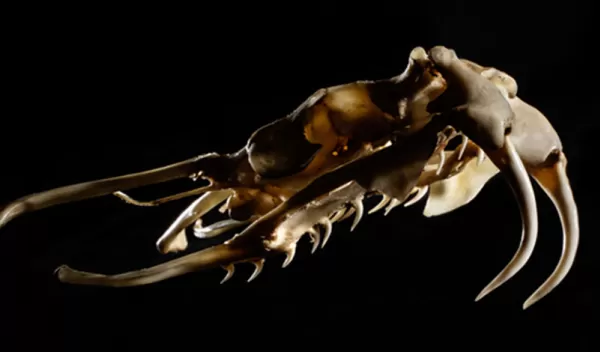 a viper skull