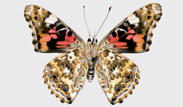 butterfly