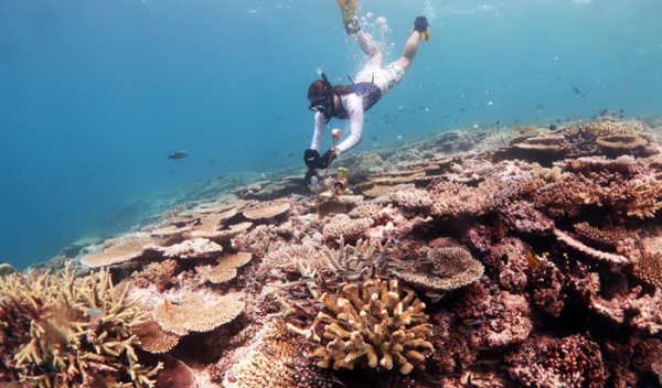 diver underwater near coral