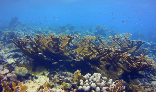 elkhorn coral underwater