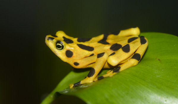 golden frog on leaf