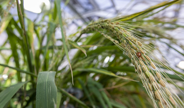 rice plant