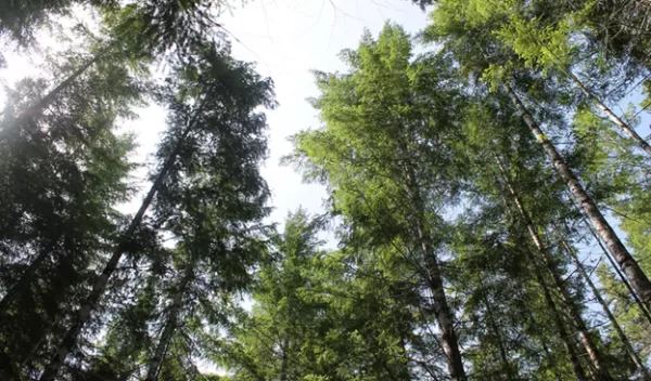 tall trees