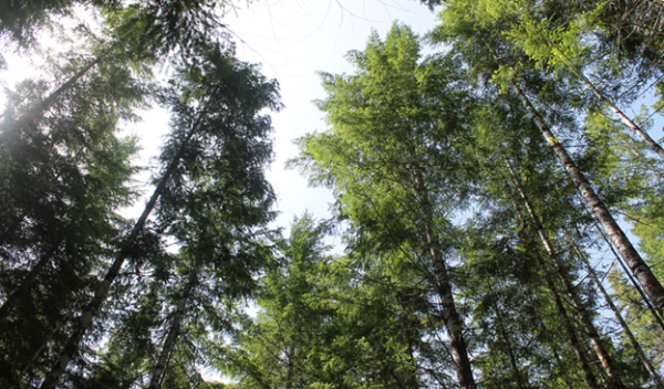 tall trees