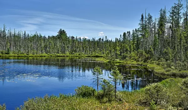 trees and a body of water