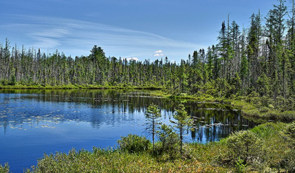 trees and a body of water