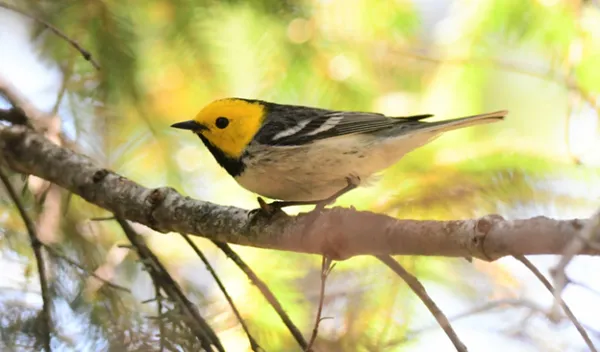 bird with yellow head on tree branch
