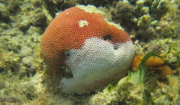 decaying coral