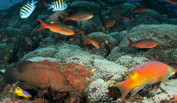 school of fish in a coral reef