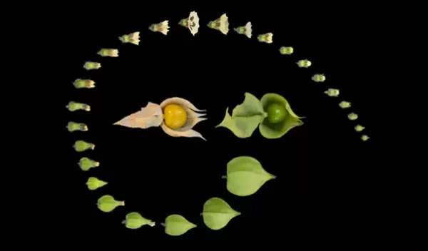 groundcherry plants flower on black background