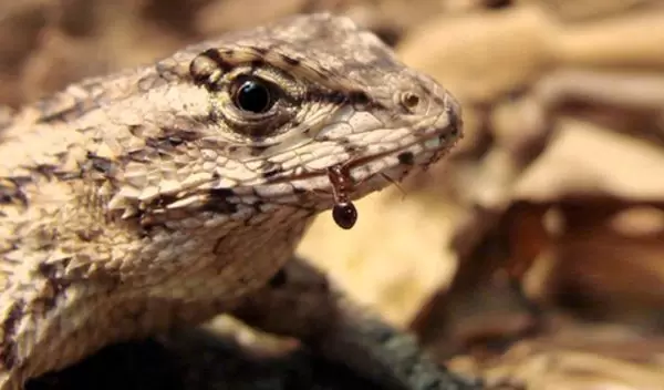 lizard eating ants