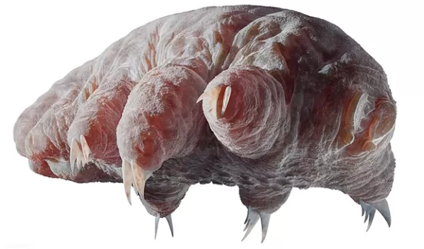 Tardigrados: la vida suspendida como una teoria biologica de la espera