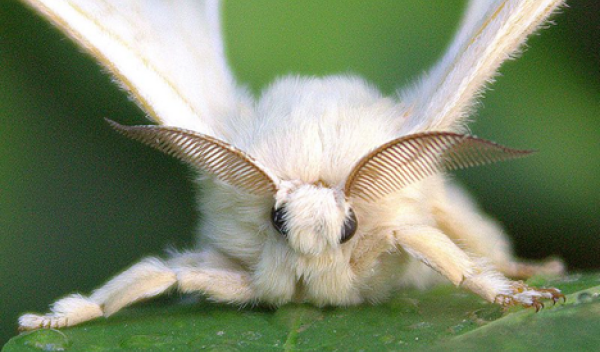 close up of a moth