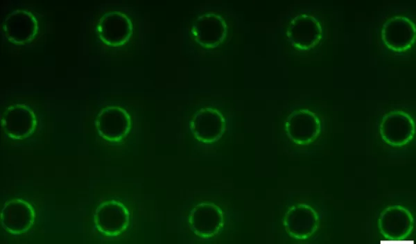 Fluorescence image of amphiphiles concentrated at the edges of micropillars on a microstructured surface.