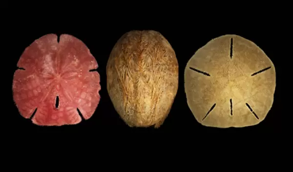 Sand dollar, heart urchin and sea biscuit populations are stable in the Florida Keys.