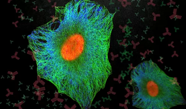 monoclonal antibodies