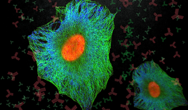 monoclonal antibodies