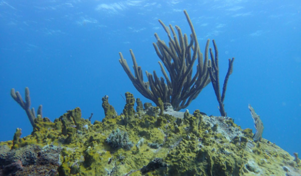 coralline algae underwater