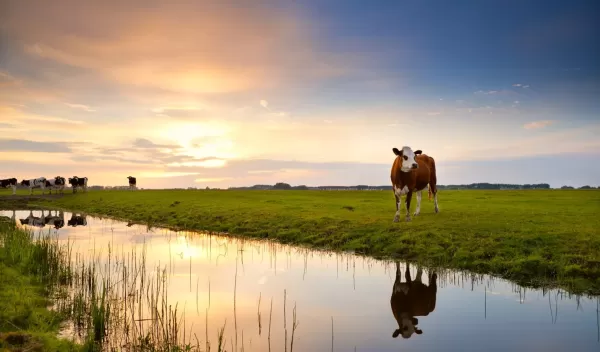 cows grazing in grassy area near water