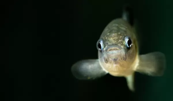 close up of a pupfish