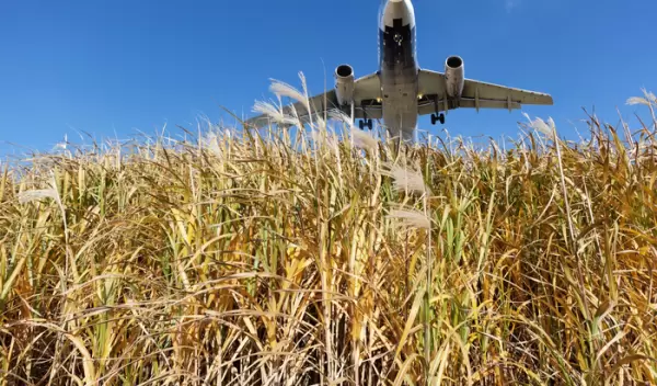 plane flying over a field of wheat