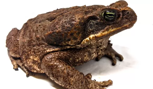 Portrait of a toad