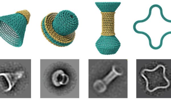 Nanostructures built using software that lets researchers design objects out of DNA. Models (top) with electron microscope images of the objects (bottom).