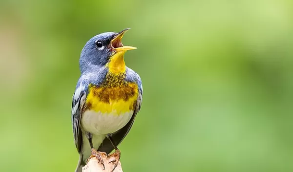 bird with beak agape on piece of wood
