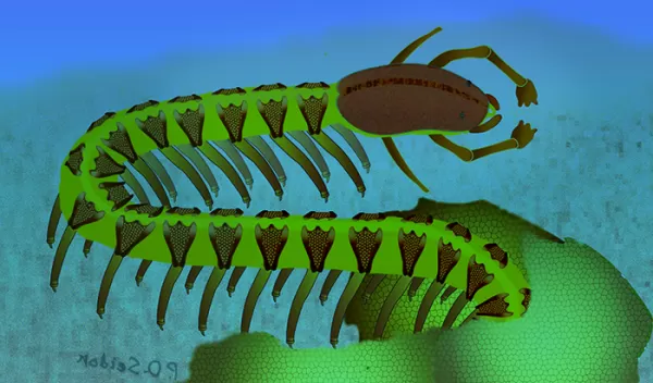 Artist's impression of a 525-million-year-old Cardiodictyon catenulum on the shallow coastal sea floor.