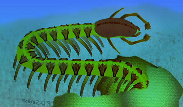 525-million-year-old fossil defies textbook explanation for brain evolution | News24.ph