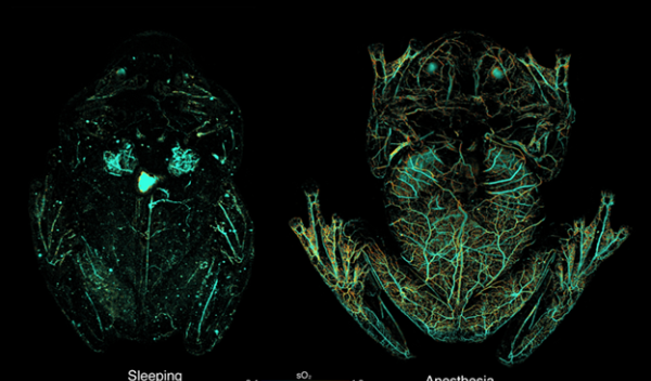 x-rays of a frog