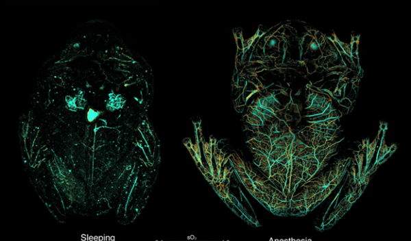 Sleeping glass frogs hide by storing most of their blood in their liver