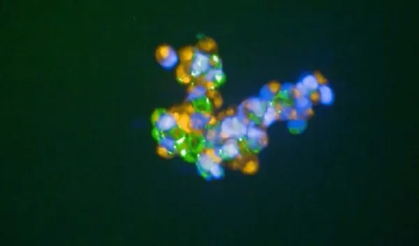 close up of cellular "glue"