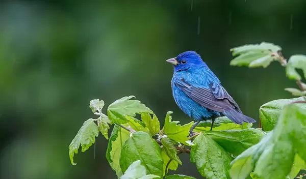 close up of indigo bunting