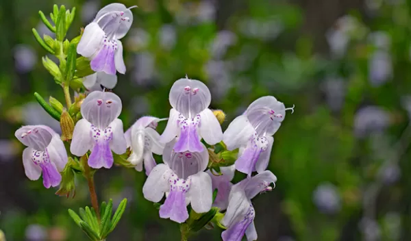 close up of scrub mint flower