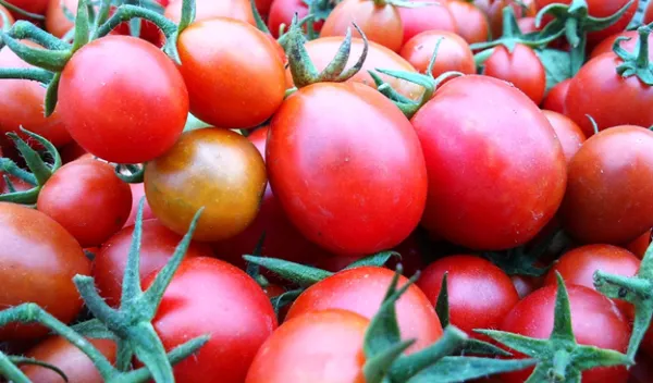 group of tomatoes