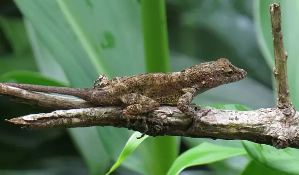 a crested anole lizard on a branch