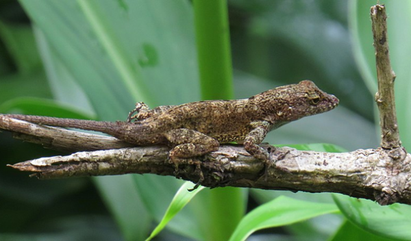 a crested anole lizard on a branch