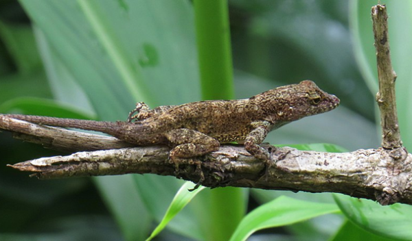 Urban lizards share genomic markers not found in forest-dwellers | News24.ph