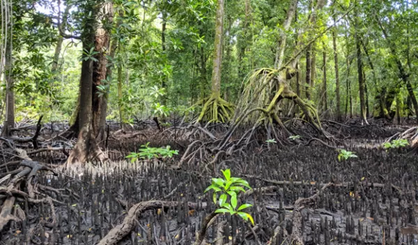 A mangrove forest on the island of Kosrae, Federated States of Micronesia.