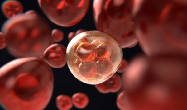How does your heart know which body side to be on? | News24.ph