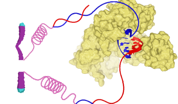 The structure of DNA polymerase thet